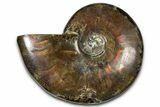 Polished Red Flash Ammonite (Cleoniceras) Fossil - Madagascar #367709-1